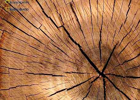 AHŞAP MALZEME KULLANMANIN OLUMLU VE OLUMSUZ YÖNLERİ