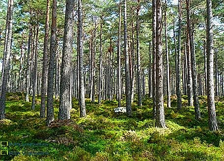 DOĞAYI KORUMAK İÇİN NE YAPMALI?